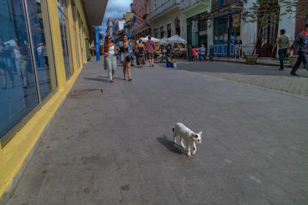 Havana Catwalk